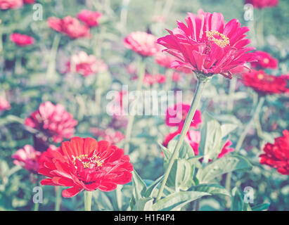 Retrò tonica foto o un rosso zinnia fiore, profondità di campo. Foto Stock