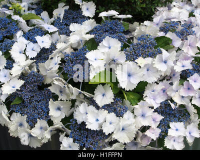 Blu e bianco acecap ortensie ortensie in piena fioritura nel mese di luglio a Tatton Park Flower Show nel Cheshire, Inghilterra, Regno Unito nel 2016. Foto Stock