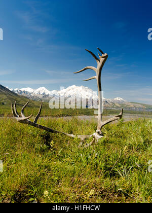 Vista di Denali, il Grande, incorniciato dalle corna di Caribou Coffee Company, dal Eielson Visitor Center, il Parco Nazionale di Denali, Alaska. Foto Stock