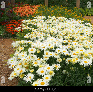 Large White chrysanthemum leucanthemum (oxeye margherite) fiori crescono in un perenne frontiera a Tatton Park flower show, Cheshire, Regno Unito nel 2016. Foto Stock