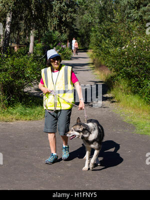 Un volontario prende uno sled dog per una passeggiata a Denali canili; Denali National Park, Alaska. Foto Stock