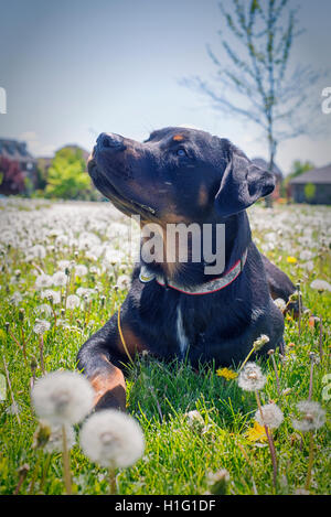 Giovani rottweiler cucciolo seduta sul campo di erba con attenta espressione Foto Stock