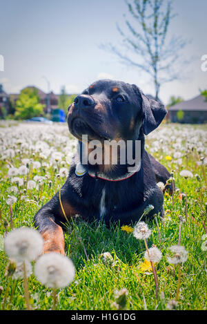 Giovani rottweiler cucciolo seduta sul campo di erba con attenta espressione Foto Stock