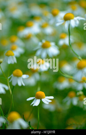 Echte Kamille, Matricaria chamomilla Foto Stock