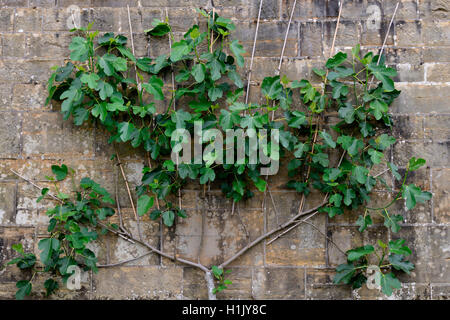 Feigenbaum als Spalier un Mauer gezogen, Ficus carica, Echte Feige Foto Stock