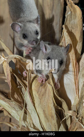 Fat ghiro, commestibili ghiro, arrampicata su pannocchie di mais appesi per asciugare, il novellame, (Glis glis) Foto Stock