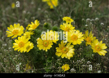 Molla del fagiano occhio, Perchtoldsdorfer Heide, Austria Inferiore, Austria, (Adonis vernalis) Foto Stock