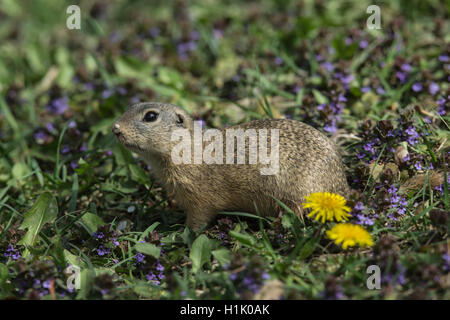 Terreno europeo lo scoiattolo, Souslik europeo, Vienna, Austria, (Spermophilus citellus) Foto Stock