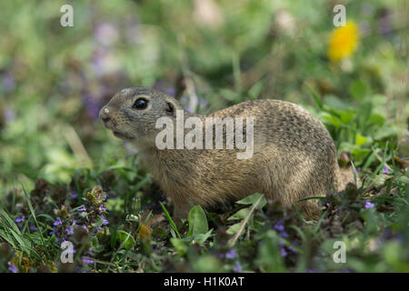 Terreno europeo lo scoiattolo, Souslik europeo, Vienna, Austria, (Spermophilus citellus) Foto Stock