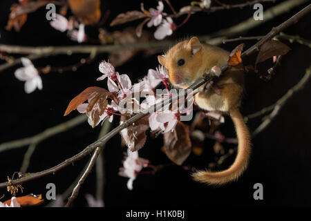 Hazel ghiro, adulto, in fioritura myrobalab prugna, (Muscardinus avellanarius), (Prunus cerasifera Nigra) Foto Stock