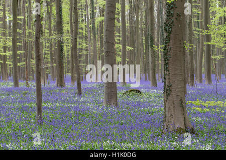 Bluebells fioritura nella foresta di faggio, Hallerbos, Halle, Vlaams-Brabant, Belgio, (Hyacinthoides non scripta) Foto Stock