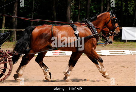 Saxon-Thuringian Warmblood pesanti, combinata la guida carrello, sport equestri, cablaggio, coppia di cavalli Foto Stock