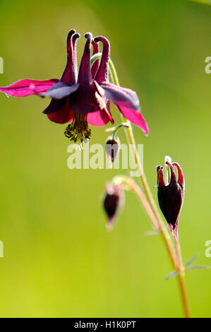 Aquilegia scura, Tirolo, Austria, (Aquilegia atrata) Foto Stock