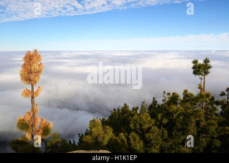 Blick ueber Passatwolken, Nationalpark Teide, Teneriffa, Kanarische isole, Spanien Foto Stock