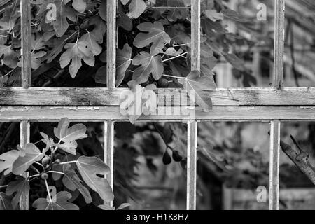 Bella e antica epoca vittoriana serra a sinistra in rovina nel vecchio giardino inglese in bianco e nero Foto Stock