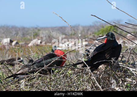 Magnifica Frigatebird, Fregata magnificens, North Seymour, Galapagos, Ecuador Foto Stock