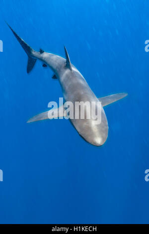 Silky Shark Carcharhinus falciformis, arco, Isola di Darwin, Galapagos, Ecuador Foto Stock