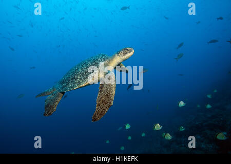 Tartaruga Verde, Chelonia Mydas, arco, Isola di Darwin, Galapagos, Ecuador Foto Stock