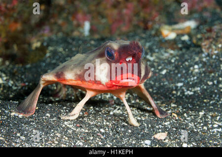 Rosso a labbro, Batfish Ogcocephalus darwini, Cabo Douglas, Fernandina Island, Galapagos, Ecuador Foto Stock