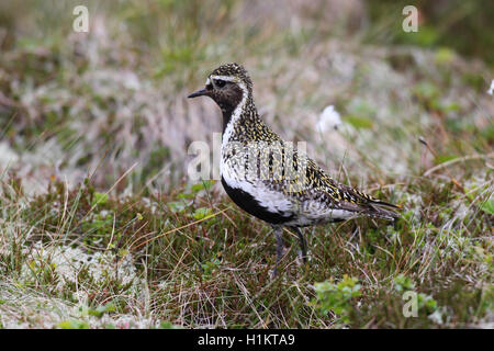 Golden plover (Pluvialis apricaria) in piedi nel prato, tundra Lofoten, Norvegia Foto Stock