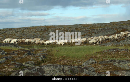 Renne (Rangifer tarandus) allevamento muovendosi attraverso la tundra, Lapponia, Norvegia Foto Stock