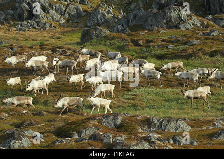 Renne (Rangifer tarandus) allevamento muovendosi attraverso la tundra, Lapponia, Norvegia Foto Stock