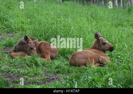 Elk (Alces alces), vitelli in prato, Lapponia, Norvegia Foto Stock