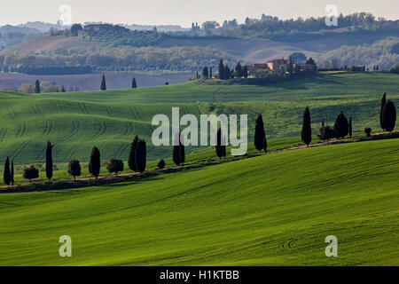 Un paesaggio collinare con campi di grano e cipressi, Asciano Crete Senesi, provincia di Siena, Toscana, Italia Foto Stock