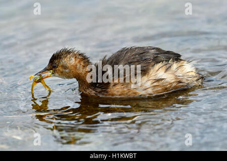 Tuffetto (Tachybaptus ruficollis), il bambino con una rana di acqua nel suo becco, rovistando nel cantone di Neuchâtel, Svizzera Foto Stock