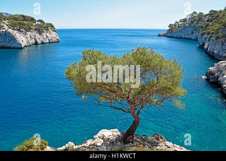 Calanque de Port Pin, Calanques National Park, Provenza, Francia Foto Stock