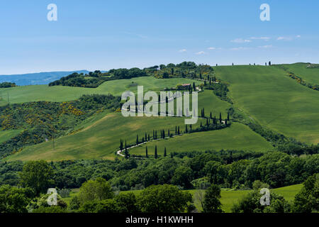 Verde tipico paesaggio toscano in Val d'Orcia con colline, alberi, campi, cipressi e farm road, La Foce, Toscana, Italia Foto Stock