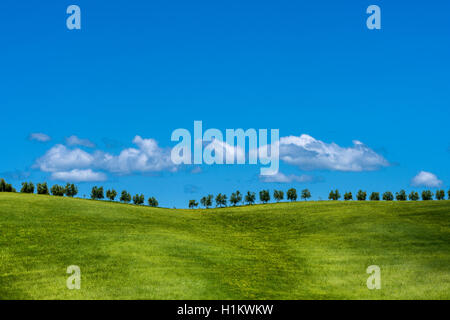 Verde tipico paesaggio toscano in Val d'Orcia con colline, alberi, campi di grano e il blu cielo nuvoloso, Montalcino, Toscana, Italia Foto Stock