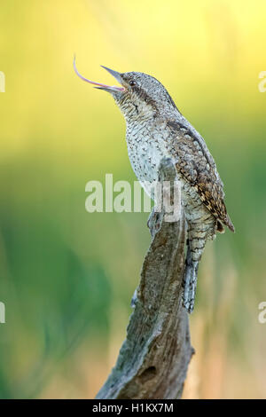 Eurasian spasmodico (Jynx torquilla), la chiamata, la Riserva della Biosfera dell'Elba centrale, Sassonia-Anhalt, Germania Foto Stock