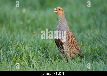 Rebhuhn, maennlich, Niedersachsen, Deutschland (Perdix perdix) Foto Stock