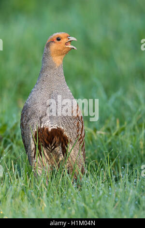 Rebhuhn, maennlich, Niedersachsen, Deutschland (Perdix perdix) Foto Stock