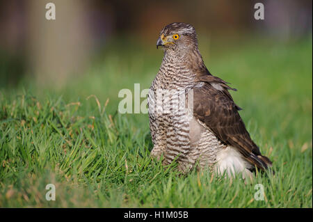 Habicht, Niedersachsen, Deutschland (Accipiter gentilis) Foto Stock