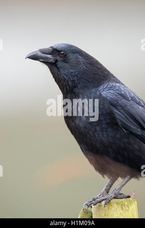 Rabenkraehe, Niedersachsen, Deutschland (Corvus corone) Foto Stock