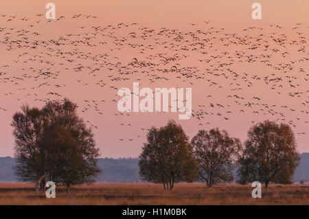 Blaessgaense und Saatgaense, Niedersachsen, Deutschland (Anser albifrons), (Anser fabalis) Foto Stock