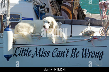 Cane sul ponte dello yacht Frikes ISOLE IONIE Grecia Foto Stock