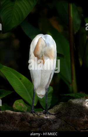 Un lone airone guardabuoi, Bubulcus ibis, sorge in un contesto di verde e lussureggiante fogliame preening stesso. Foto Stock