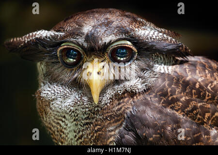 Close-up di un impedito il gufo reale, Bubo sumatranus, a.k.a. Il malese il gufo reale presso il KL Bird Park, Malaysia. Foto Stock