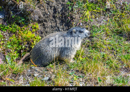 Close up di marmotta alpina Marmota marmota Alpi Francia Foto Stock