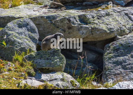 La marmotta alpina sulle rocce Marmota marmota Alpi Francia Foto Stock