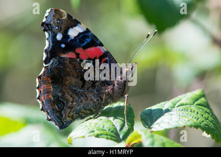 Red admiral butterfly (Vanessa Atalanta) a riposo. Insetto in famiglia Nymphalidae a riposo sul rovo che mostra la parte inferiore delle ali Foto Stock