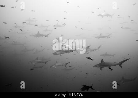 Festone squali martello, Sphyrna lewini, Lupo Isola, Galapagos, Ecuador Foto Stock