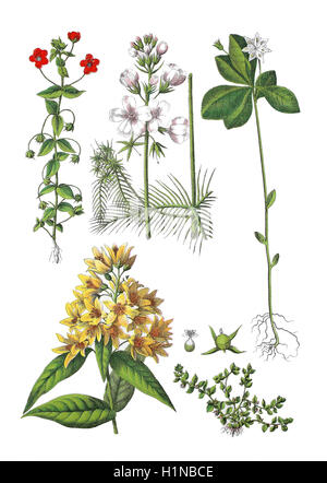 Scarlet pimpernel, Anagallis arvense (in alto a sinistra), acqua viola o featherfoil, Hottonia palustris (centro superiore), chickweed-wintergreen, Trientalis europaea (a destra), Gewoehnlicher Gilbweiderich, giardino loosestrife, giallo, loosestrife Lysimachia vulgaris bottem (sinistra), chaffweed, Anagallis minimi, il Syn.: Centunculus minimus bottem (destra) Foto Stock