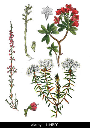 Comune, Heather Calluna vulgaris bottem (sinistra), olandese il tubo, falso faggio-gocce, pinesap, Monotropa hypopitys (in alto a sinistra), hairy alpenrose, Rhododendron hirsutum (in alto a destra), marsh Labrador tea, northern Labrador tea, Rhododendron tomentosum bottem (destra) Foto Stock