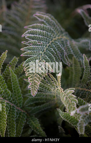 Vecchio fern frond orlato da gelo. Foto Stock