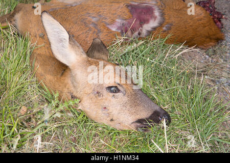 Roadkill, una carcassa di cervo con mosche e sanguinosa carne recante sul lato di una strada vicino a Cirencester, Regno Unito. Foto Stock