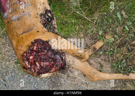 Roadkill, una carcassa di cervo con mosche e sanguinosa carne recante sul lato di una strada vicino a Cirencester, Regno Unito. Foto Stock